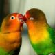 Agaporniden (Unzertrennliche, Lovebirds)