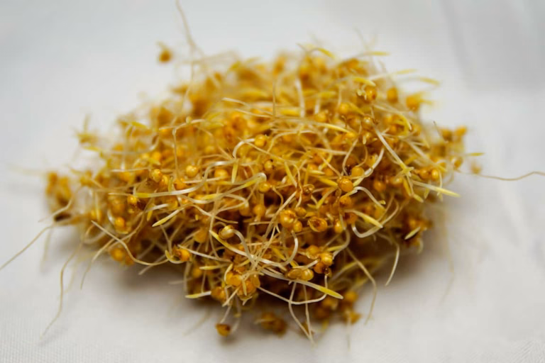 Keimfutter für Wellensittiche – Vorteile, Zubereitung & sichere Fütterung 23 Keimfutter für Wellensittiche