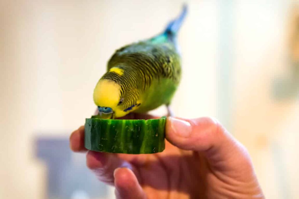Wellensittich frisst Gurke