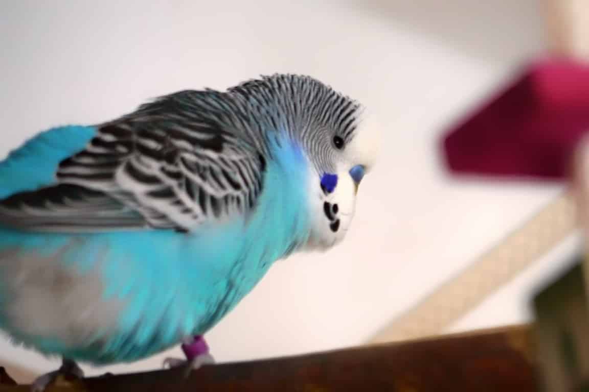 Krankheitssymptome bei Wellensittichen erkennen und richtig handeln 18 Kranker Wellensittich mit gesträubtem Gefieder sitzt aufgeplustert auf der Stange