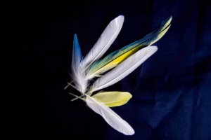 Schreckmauser beim Wellensittich 20 Schreckmauser Wellensittich