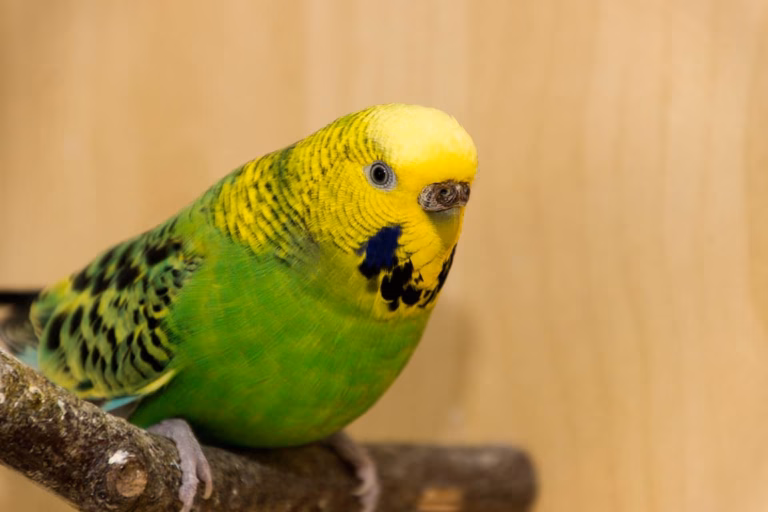 Brütig – Wie erkenne ich sicher, dass mein Wellensittich in Brutstimmung ist? 25 Wellensittich Henne brutig