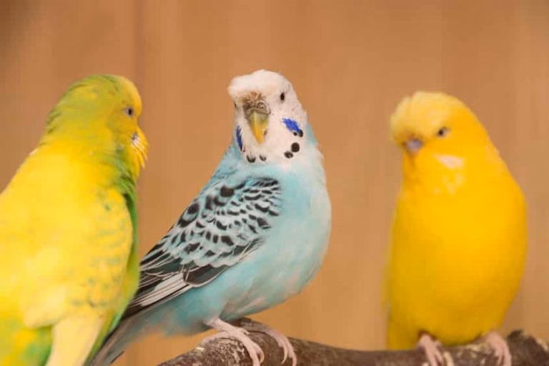 Monogamie - Sind Wellensittiche monogam? 23 Wellensittich Monogamie