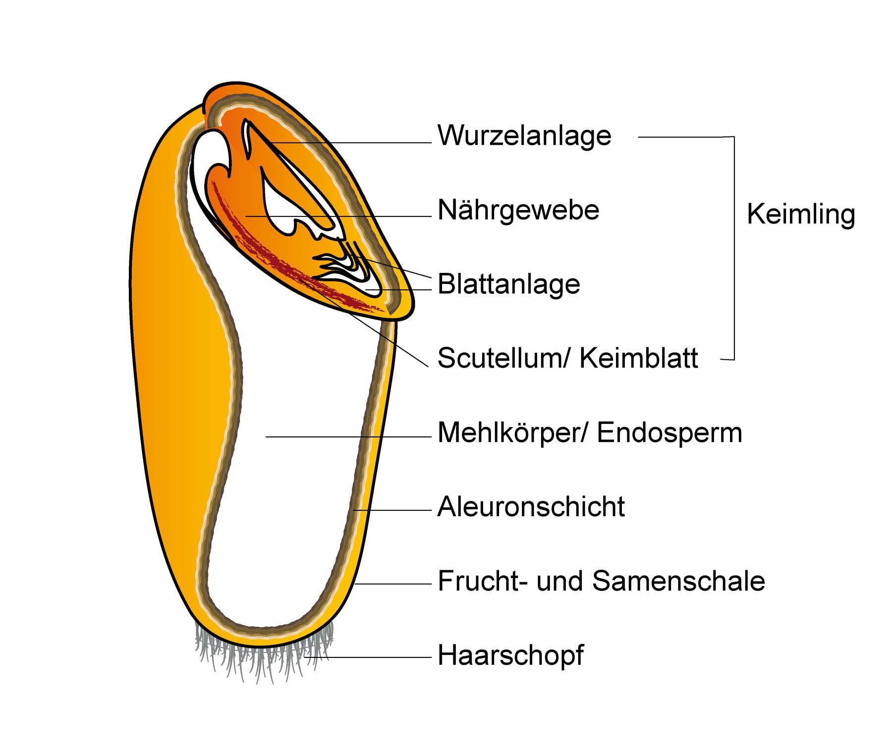 Spelzen – warum du leere Körnerhülsen regelmäßig entfernen solltest 18 Schematischer Aufbau eines Korns mit Frucht- und Samenschale, Mehlkörper und Keimling