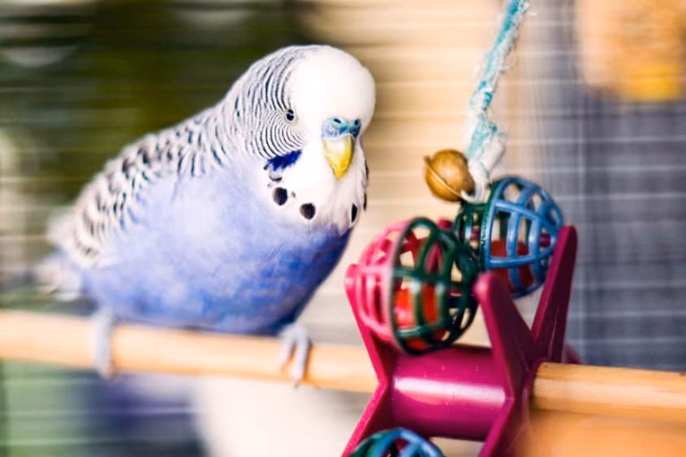 Wellensittich Beschäftigen