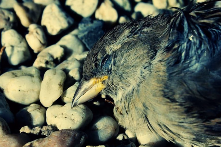 Vogelgrippe & Stallpflicht: Was bedeutet das für Wellensittich-Halter wirklich? 21 Vogelgrippe in Deutschland
