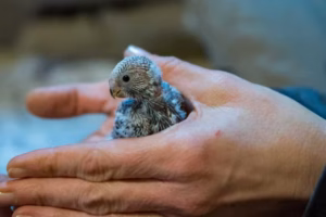 Gewerbsmäßige Vogelzucht: Wann Hobbyzüchter eine Erlaubnis brauchen 19 Gewerbsmäßige Vogelzucht
