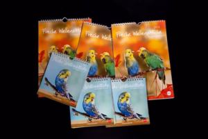 Wellensittichkalender in mehreren Formaten – Wand- und Postkartenkalender „Freche Wellensittiche