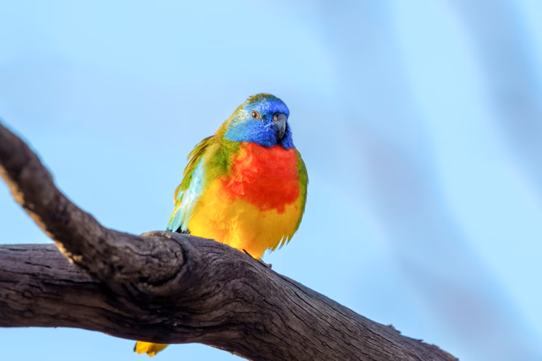 Der Glanzsittich: Ein leises Juwel für dein Zuhause 27 Männlicher Glanzsittich auf einem Ast