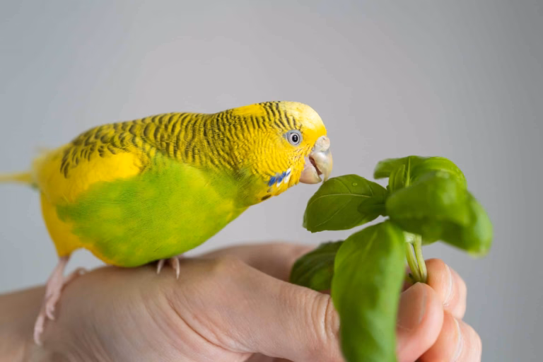 Kräuter, Gewürze & Heilpflanzen für Sittiche 19 Grün-gelber Wellensittich auf einer Hand, der an frischem Basilikum knabbert – gesunde Kräuterfütterung