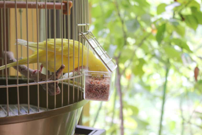 Futtermenge beim Wellensittich: Körnerfutter richtig dosieren Wellensittich frisst Körnerfutter – passende Futtermenge pro Tag im Napf