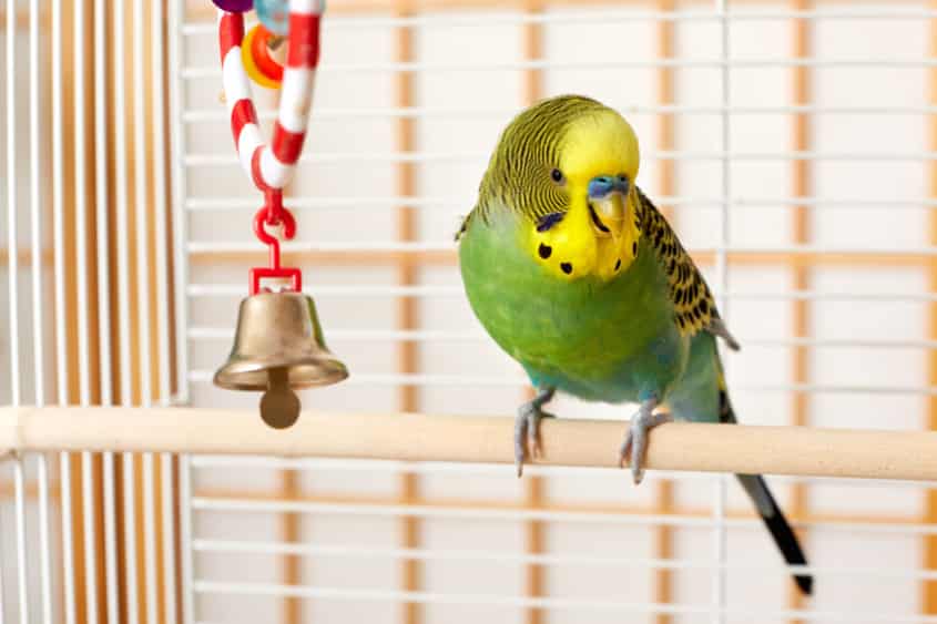 Wellensittich eingewöhnen – Tipps & Dauer für eine stressfreie Ankunft 18 Wellensittich eingewöhnen – grüner Vogel sitzt im Käfig auf einer Stange mit Glockenspiel