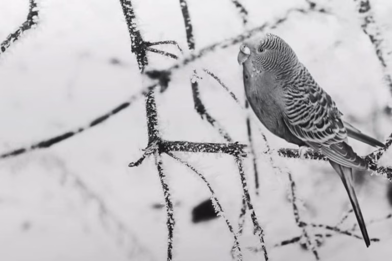 Welche Temperaturen halten Wellensittiche aus? 24 Wellensittich Temperatur