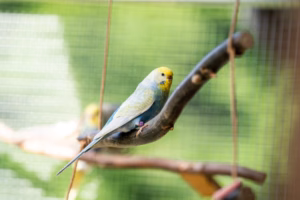Wellensittich eingewöhnen – Tipps & Dauer für eine stressfreie Ankunft 19 Eingewöhnung eines Wellensittichs an die neue Umgebung.