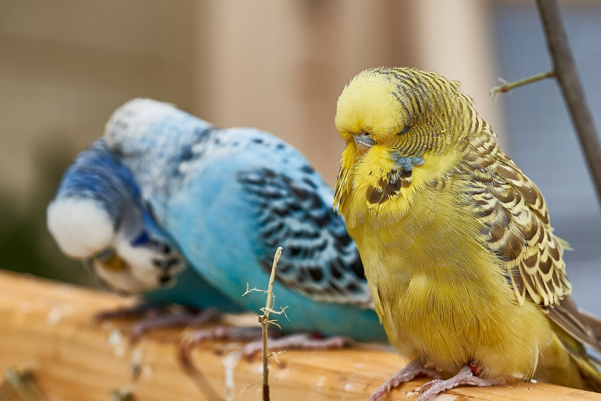 Wellensittich mit Durchfall sitzt abseits und wirkt apathisch