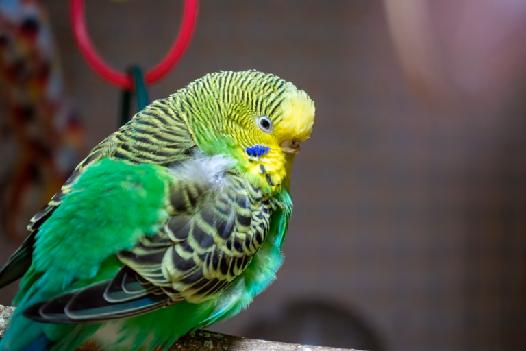 Wellensittich plustert sich auf: Das große Artikel zu Ursachen, Körpersprache & Gesundheit 21 Ein grüner Wellensittich sitzt aufgeplustert auf einem Ast – Titelbild zum Ratgeber über den Unterschied zwischen Wohlbefinden und Krankheit.