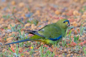 Schmucksittiche: Haltung, Charakter & Pflege im Porträt 24 Ein männlicher Schmucksittich sucht am Boden nach Futter.