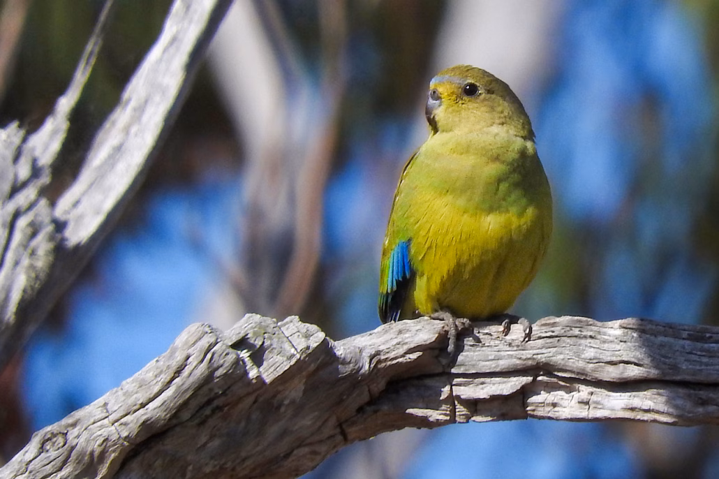 Schmucksittiche: Haltung, Charakter & Pflege im Porträt 18 Weiblicher Schmucksittich (Henne) auf einem Ast sitzend mit charakteristischem blassen blauen Stirnband