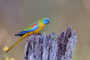 Schönsittich Haltung: Alles über Pflege, Ernährung & Zucht 22 Schönsittichmännchen auf einem Baumstamm