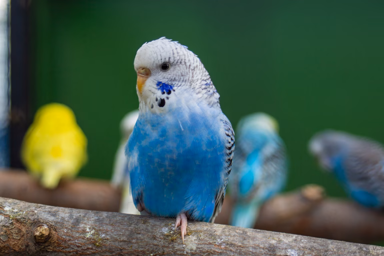 Das Atmungssystem von Wellensittichen: Funktion verstehen & Atemprobleme erkennen 24 Atmungssystems eines Wellensittichs: Darstellung von Luftröhre, Lunge und Luftsäcken im Körper eines blauen Sittichs.