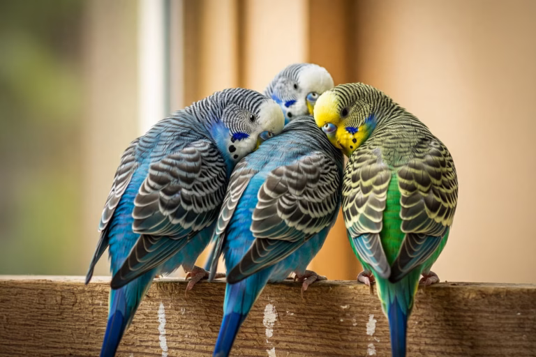 Anzahl von Wellensittichen: Wie viele Wellis sind wirklich sinnvoll? 23 Foto zeigt die optimale Anzahl von vier Wellensittichen in einer Voliere