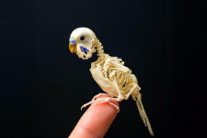 Skelett vom Wellensittich: Anatomie, Leichtbau & Flugfunktionen 21 detaillierte anatomische Illustration des Skeletts eines Wellensittichs