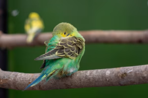 Schlafen: Schlafverhalten von Wellensittichen erklärt 22 Grüner Wellensittich schläft auf einem Ast und hat den Kopf typischerweise ins Rückengefieder gesteckt.