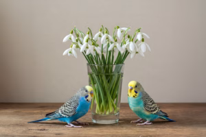 Schneeglöckchen giftig für Wellensittiche & australische Sittiche 21 Zwei Wellensittiche neben einem Glas mit Schneeglöckchen – Achtung, Schneeglöckchen sind giftig für Vögel!