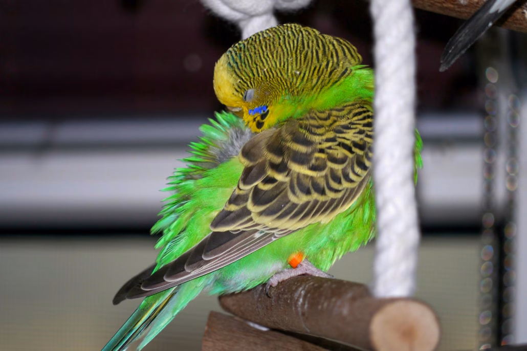 Schlafen: Schlafverhalten von Wellensittichen erklärt 18 Wellensittich ruht mit Kopf im Gefieder auf einer Schaukel