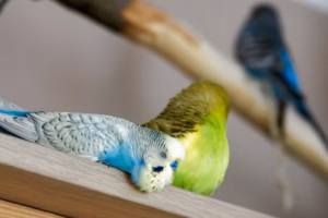 Tipps für ein gesundes Raumklima für Wellensittiche 20 Zwei Wellensittiche ruhen entspannt in einem sicheren Raumklima auf einer Holzstange