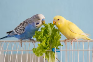 Salat für Wellensittiche: knackige Abwechslung 19 Zwei Wellensittiche knabbern an einem grünen Salatblatt auf dem Käfig