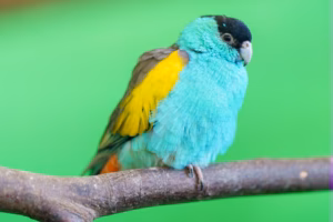 Schwarzgesichtsittich: Haltung, Pflege & Steckbrief 21 Männlicher Schwarzgesichtsittich (Hooded Parrot) mit typischer schwarzer Kappe, türkisem Gefieder und gelbem Schulterfleck auf einem Ast sitzend.
