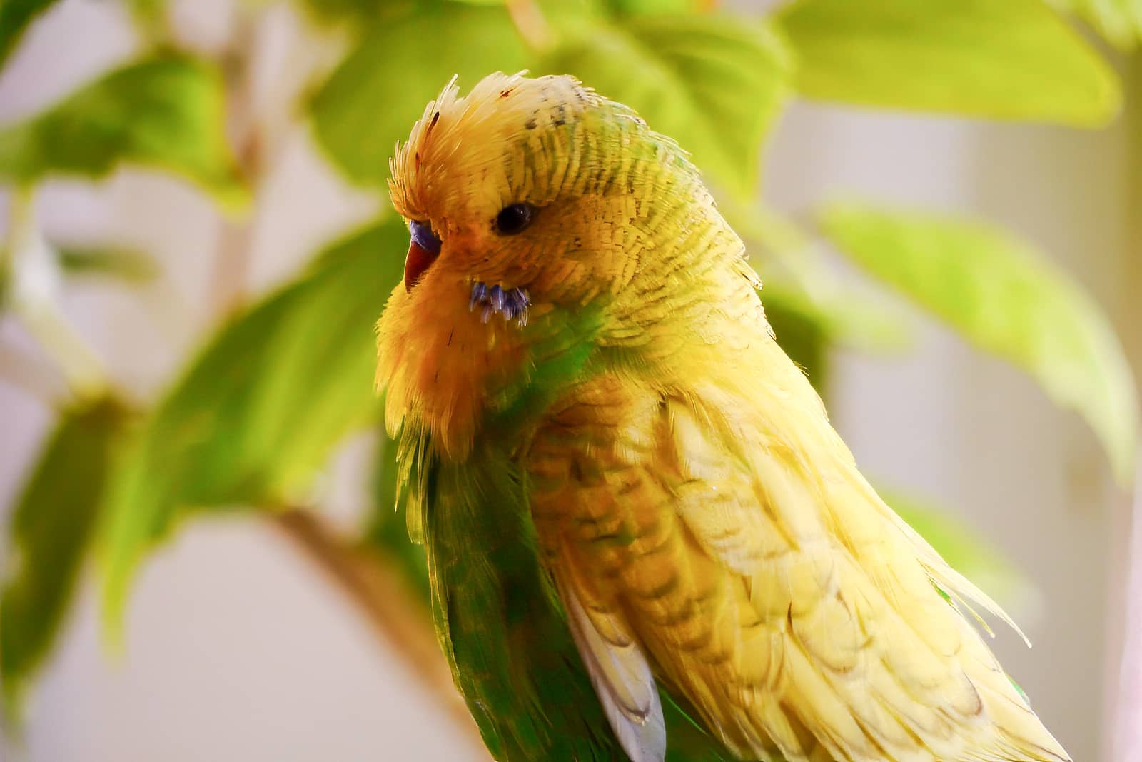 Wellensittich knabbert an den Blättern einem ungiftigen Hibiskus im Topf auf der Fensterbank.