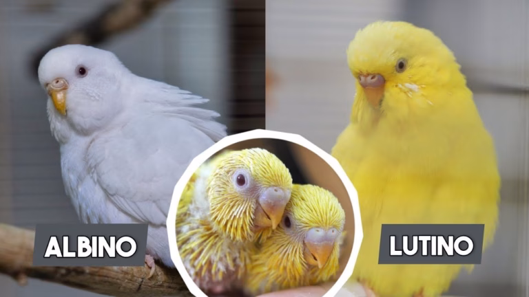 Albino und Lutino Wellensittiche